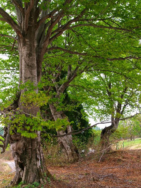 a0025576_2084288.jpg