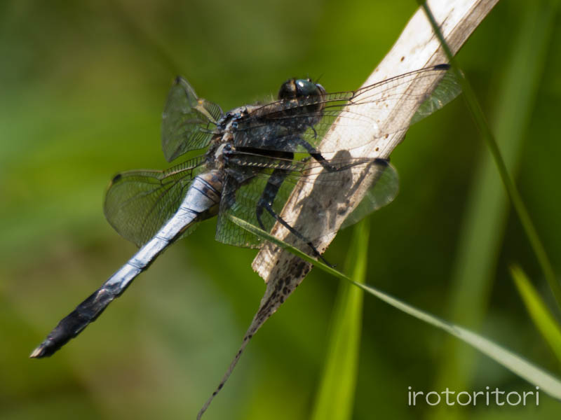 根川緑道　ハシボソカラス？　　2011/05/25_d0146592_20593627.jpg