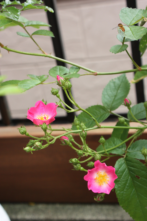 一棒粉・・・Rose・・・♪_f0181000_15383315.jpg