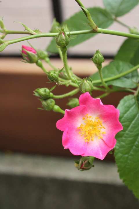 一棒粉・・・Rose・・・♪_f0181000_15405469.jpg