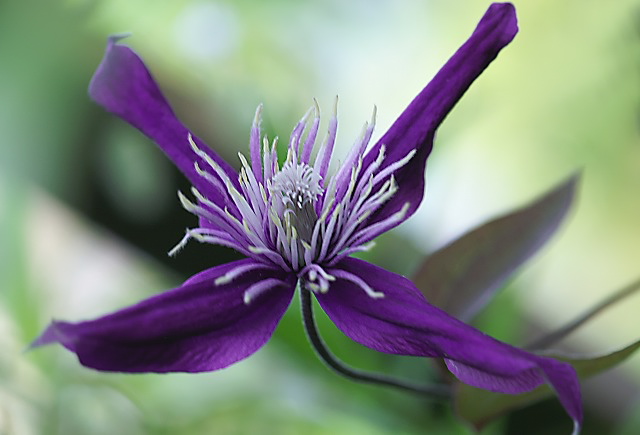 鉄線 気品ある紫 花に癒しを求めて 野草デジカメ日記