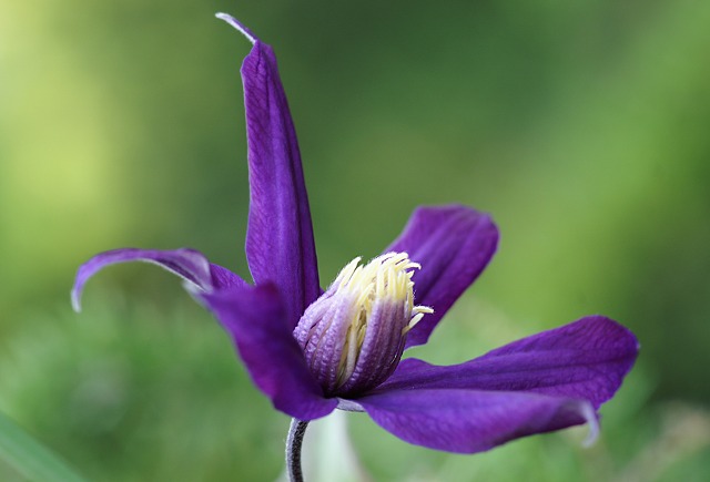 鉄線 気品ある紫 花に癒しを求めて 野草デジカメ日記 鉄線 気品ある紫 花に癒しを求めて 野草デジカメ日記