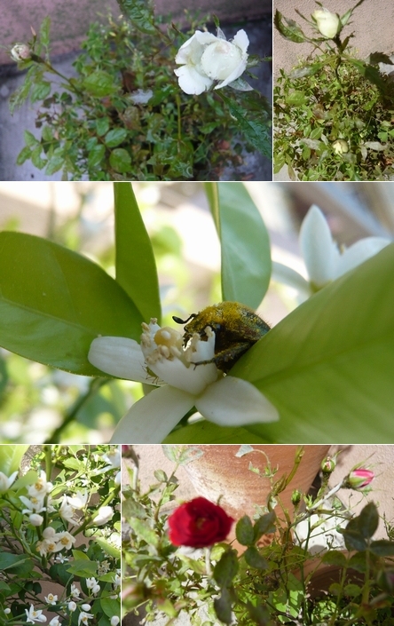 梅雨入り シークヮサーの花と虫と･･･_f0221708_213506.jpg