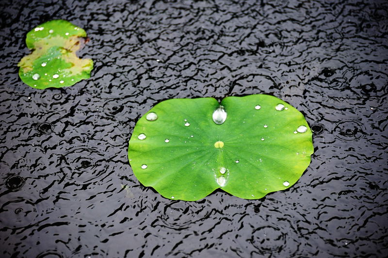 雨の渉成園　其の二_f0032011_1854085.jpg