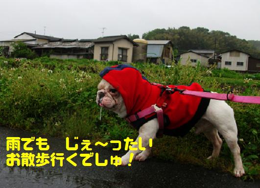 Morning　Rain・・・でしゅ。_a0158613_22514537.jpg