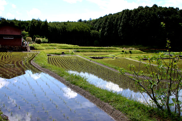 氷室の里 棚田_e0048413_9164485.jpg
