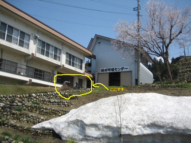 5月もあと少し・・・・_f0067514_924551.jpg