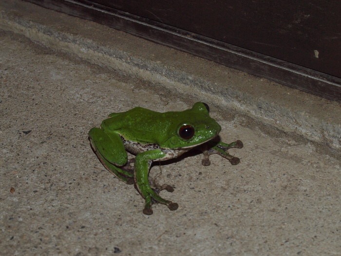 モリアオガエル_c0116915_22341362.jpg