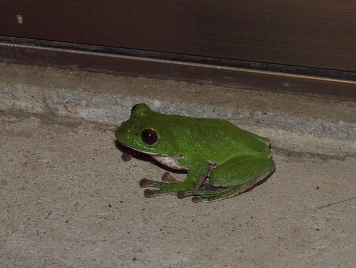 モリアオガエル_c0116915_22343543.jpg