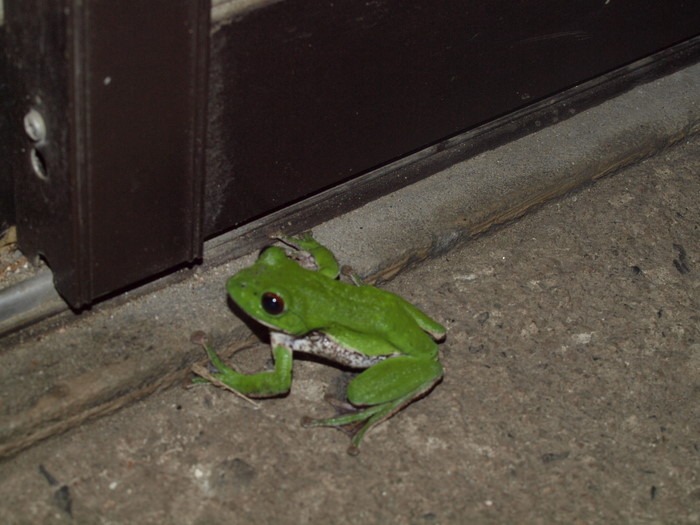 モリアオガエル_c0116915_22344932.jpg