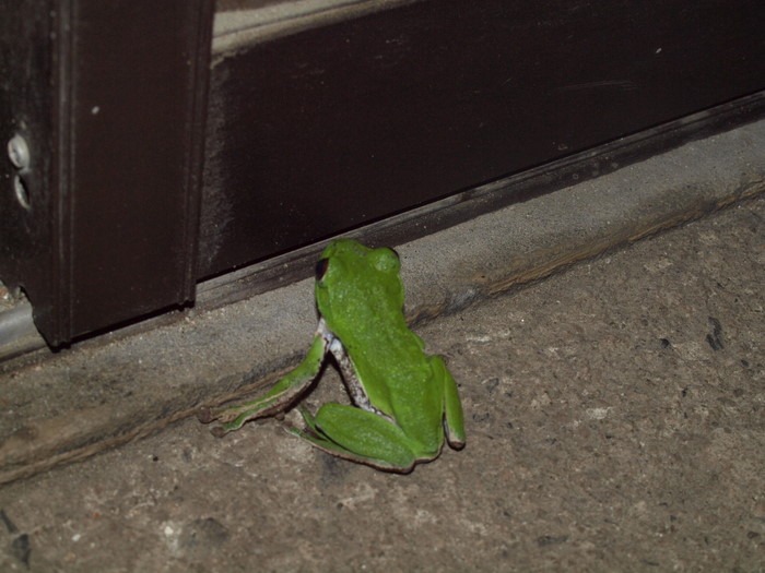 モリアオガエル_c0116915_2235991.jpg