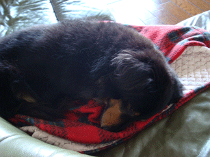 f0232522_16455153.gif
