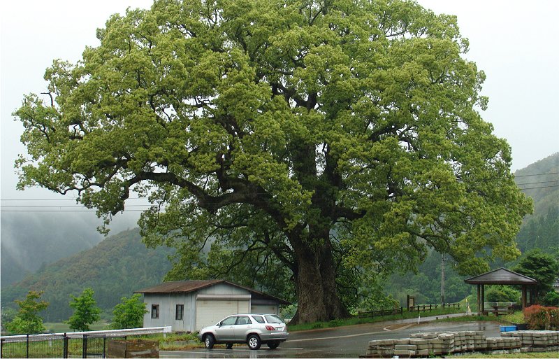 １６８１　「島根で一番大きな木」　日原のクス_b0211627_21524914.jpg