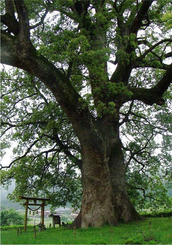 １６８１　「島根で一番大きな木」　日原のクス_b0211627_21533622.jpg