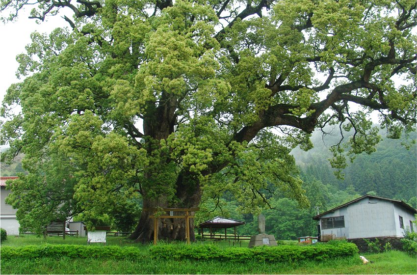 １６８１　「島根で一番大きな木」　日原のクス_b0211627_2218550.jpg