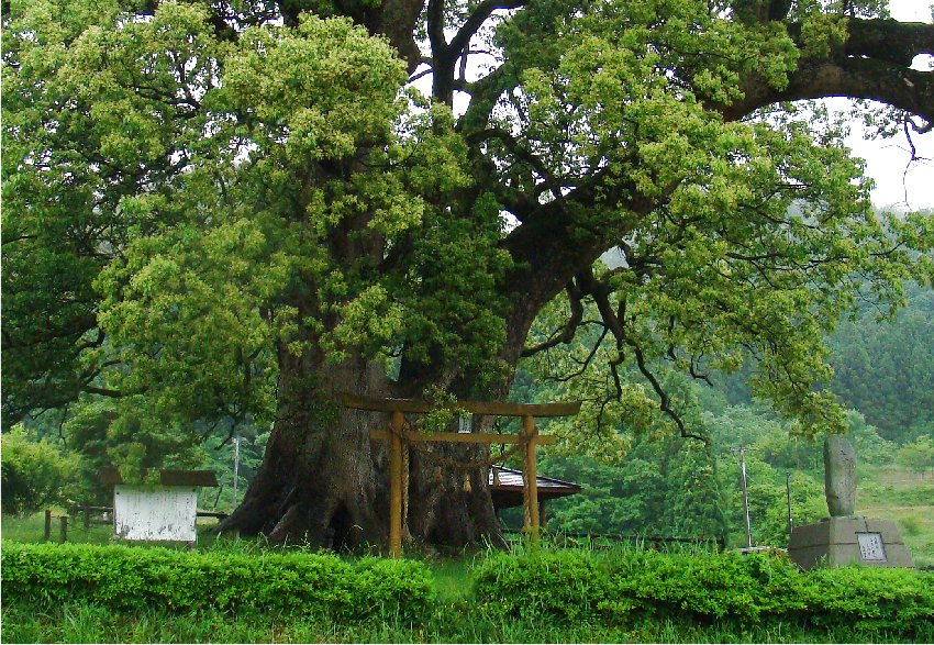 １６８１　「島根で一番大きな木」　日原のクス_b0211627_2263859.jpg