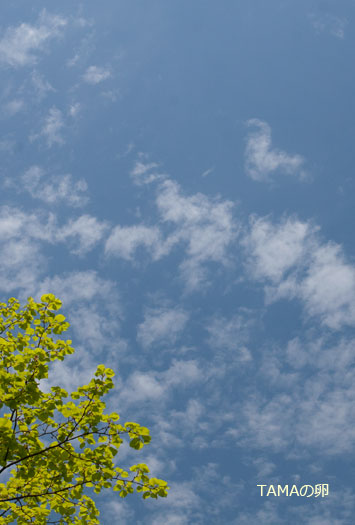c0024729_20104132.jpg