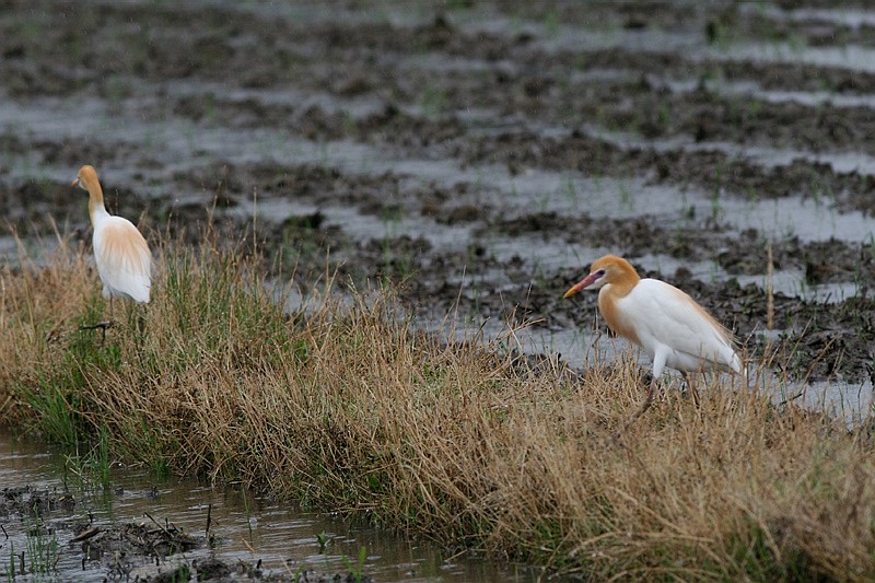 アマサギ_c0107231_209271.jpg