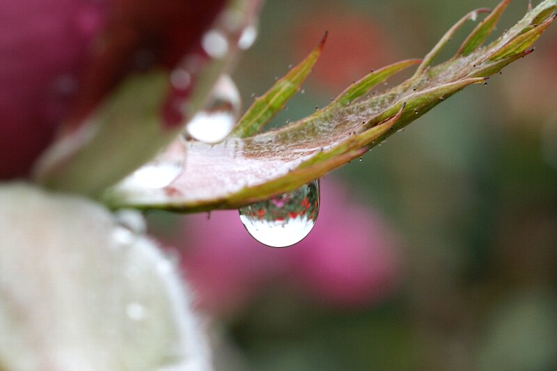 雨も似合うバラ！一層鮮やかに華やかに！★その３_a0122932_13421982.jpg