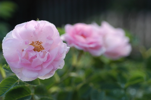 2011年の薔薇_b0056932_0162390.jpg