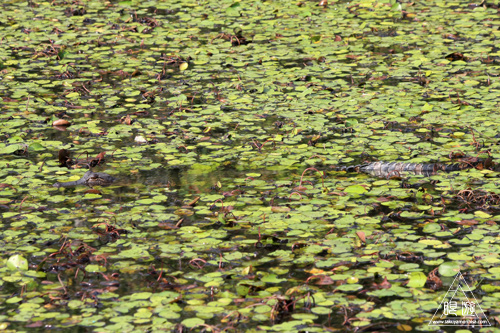 105 Sheldon Lake State Park ~野生のワニ~_c0211532_22243763.jpg