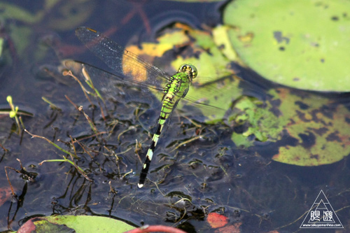 105 Sheldon Lake State Park ~野生のワニ~_c0211532_2228264.jpg