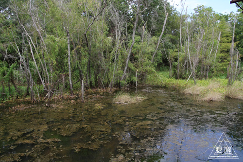 105 Sheldon Lake State Park ~野生のワニ~_c0211532_2245686.jpg