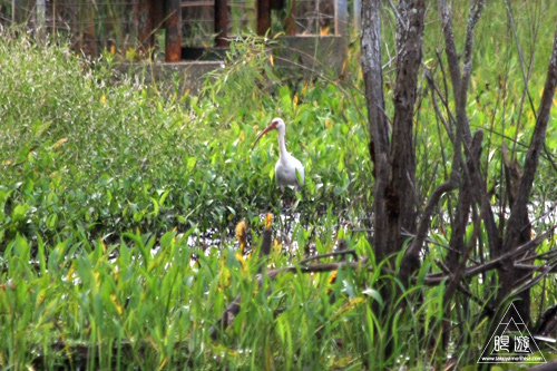 105 Sheldon Lake State Park ~野生のワニ~_c0211532_2252631.jpg