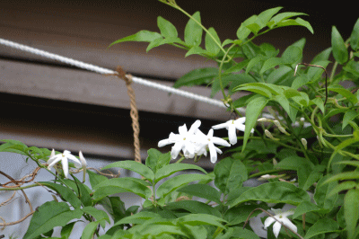 b0165233_21315588.gif