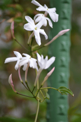 b0165233_21342293.gif