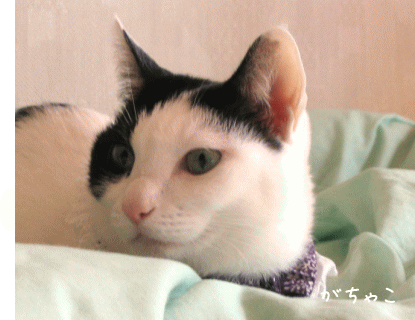 a0166338_13241934.gif