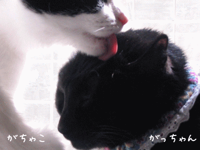 a0166338_1330293.gif