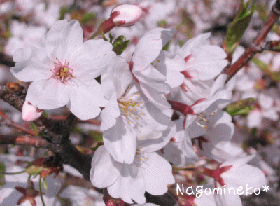 a0166338_13351760.gif