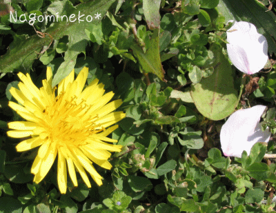 a0166338_13402725.gif