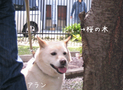 a0166338_13424384.gif