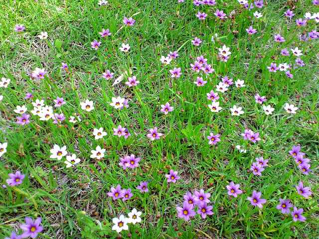 芝生に咲く花 ぱなぬふぁ