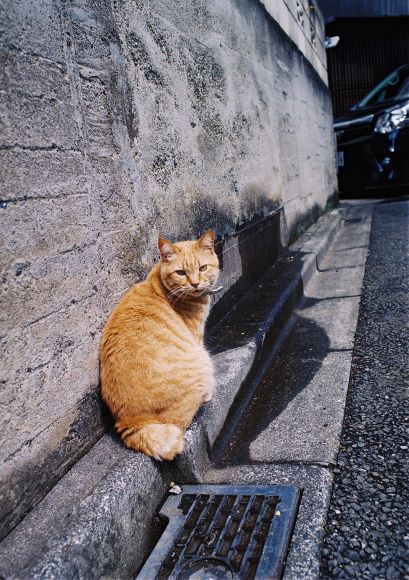 ginger cat_b0170947_222889.jpg