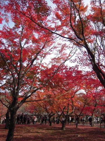 紅葉の東福寺へ_d0049152_3243372.jpg