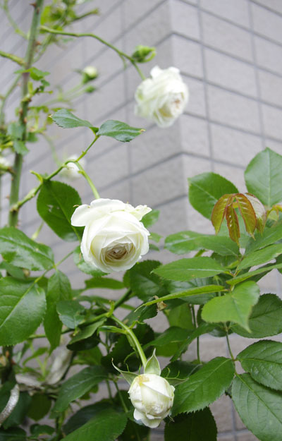 e0096955_15271099.jpg