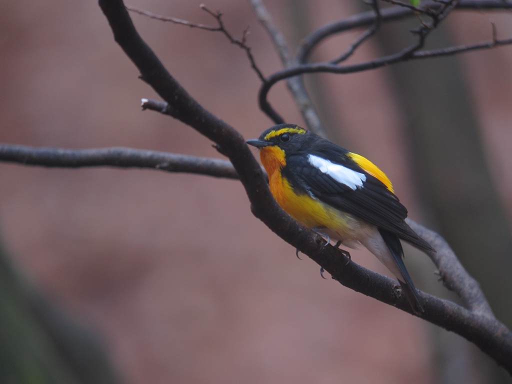 キビタキ（Narcissus Flycatcher）：目つきが違う？？？_f0230458_1951791.jpg