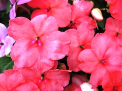 c0190960_7512729.jpg