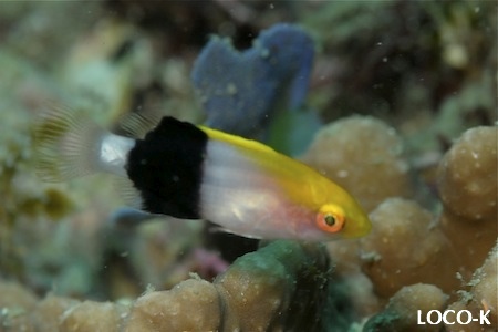 2011.05.25 Wed. みなべ・田辺_e0158261_1131462.jpg