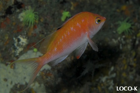2011.05.25 Wed. みなべ・田辺_e0158261_113578.jpg
