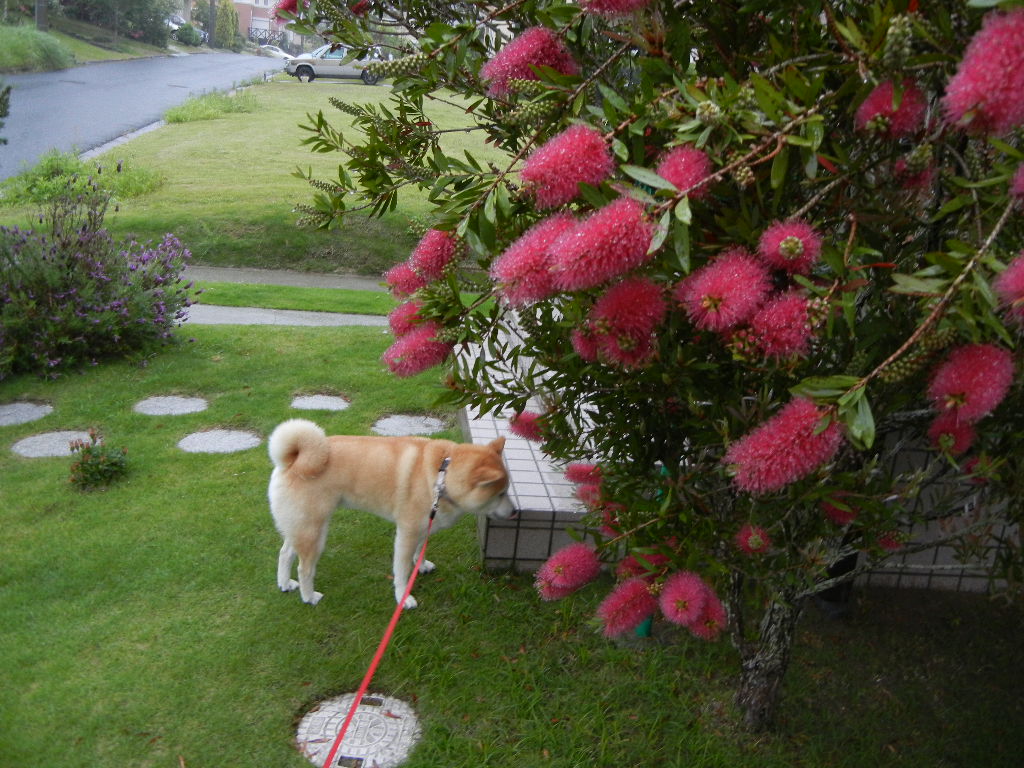 2011年5月28日(土)2日間ダウンしていました。_f0060461_19355667.jpg