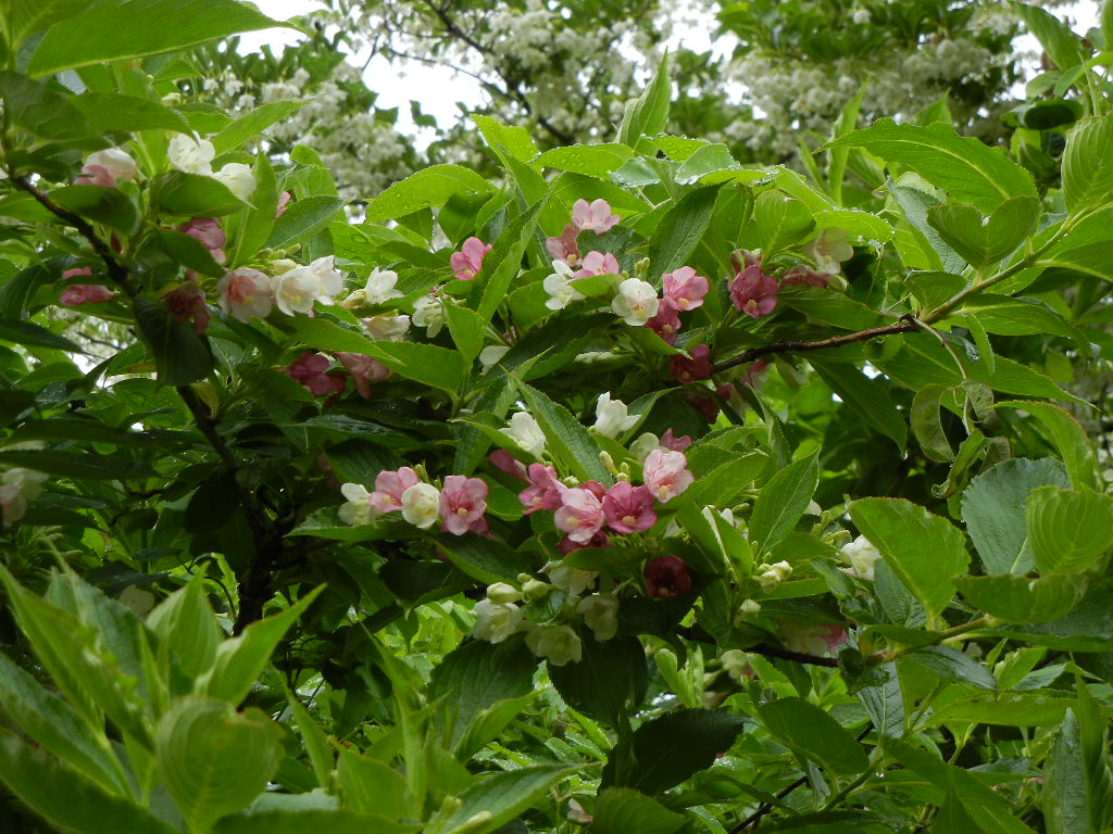 2011年5月28日(土)2日間ダウンしていました。_f0060461_19394154.jpg