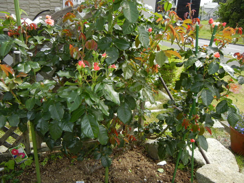 2011年5月28日(土)2日間ダウンしていました。_f0060461_19504139.jpg