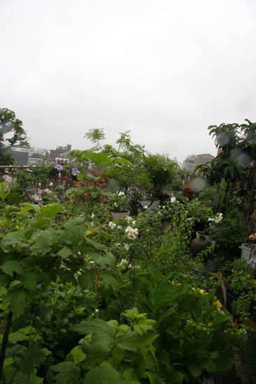 雨の日の植物_f0160063_9235739.jpg