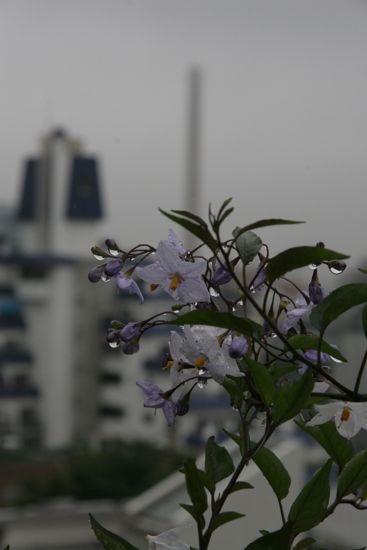 雨の日の植物_f0160063_9242339.jpg