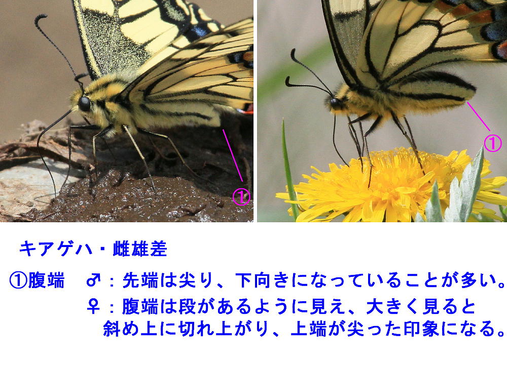 雌雄 キアゲハ 春型の雌雄判別法 蝶鳥ウォッチング