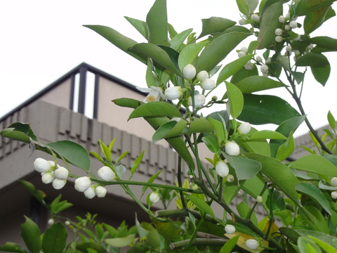 父と母の花園 さくらのひとりごと